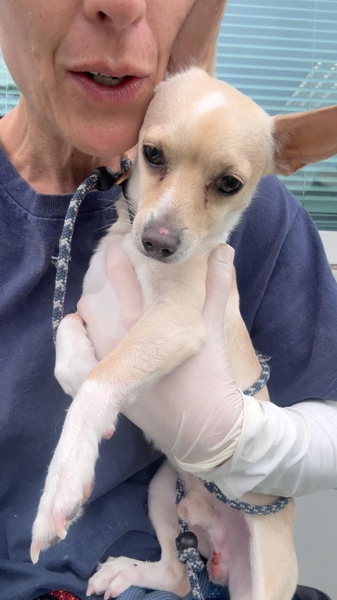 King, an adopted Chihuahua in Los Angeles, CA image 2/5