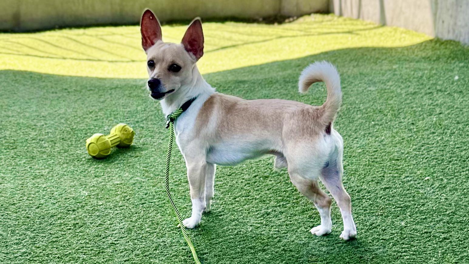 King, an adopted Chihuahua in Los Angeles, CA image 3/5