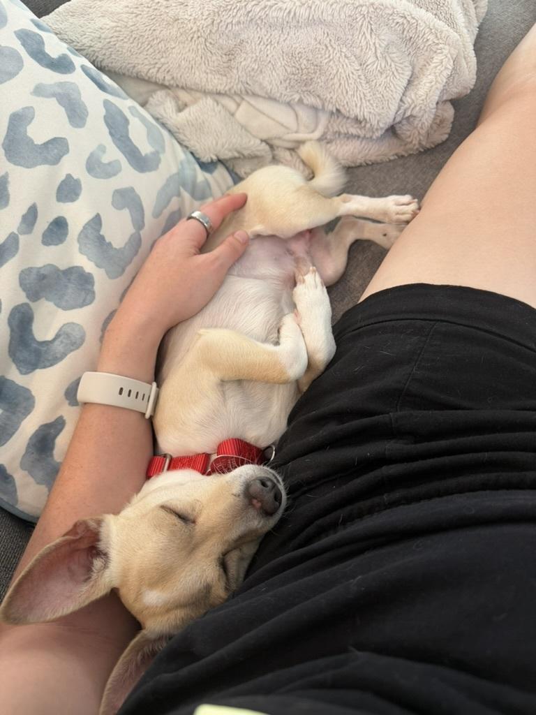 King, an adopted Chihuahua in Los Angeles, CA image 1/5