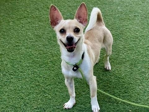 King, an adopted Chihuahua in Los Angeles, CA image 5/5