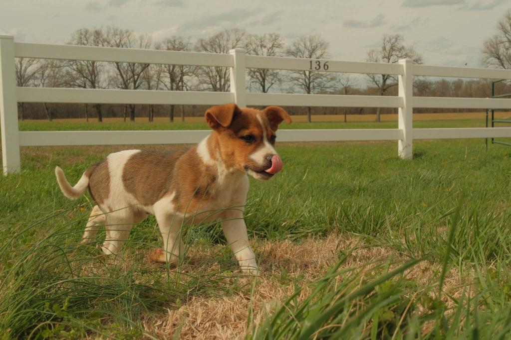 Enlarge Wilson, a Adopted mixed breed in Murray, KY image 1/3