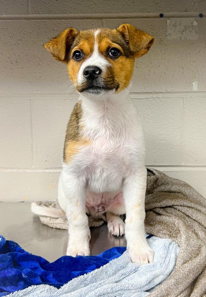 Enlarge Wilson, a Adopted mixed breed in Murray, KY image 2/3