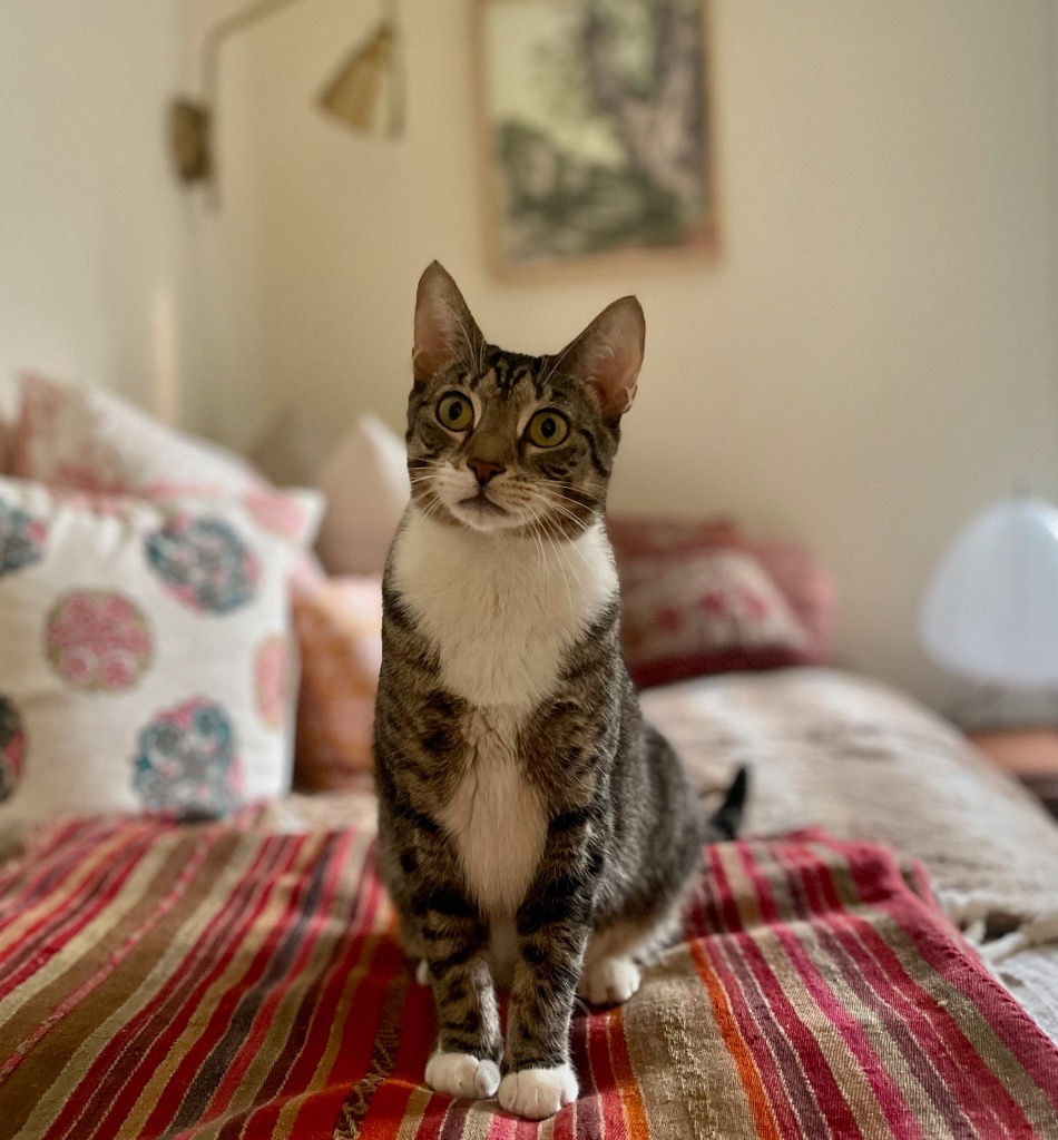 Enlarge Bridgett, a Adoptable Domestic Short Hair in New York, NY image 6/6