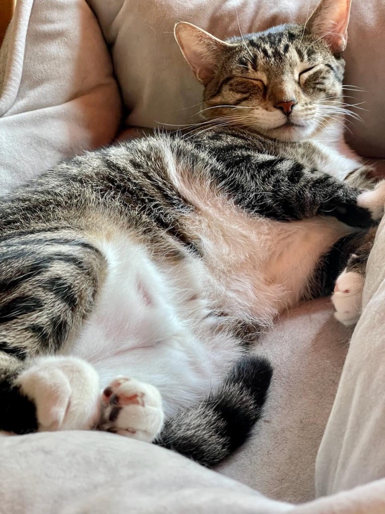 Enlarge Bridgett, a Adoptable Domestic Short Hair in New York, NY image 4/6