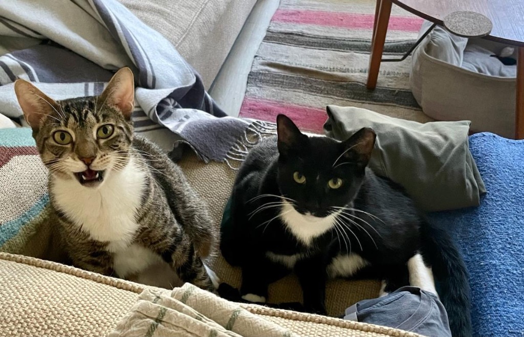 Enlarge Bridgett, a Adoptable Domestic Short Hair in New York, NY image 2/6