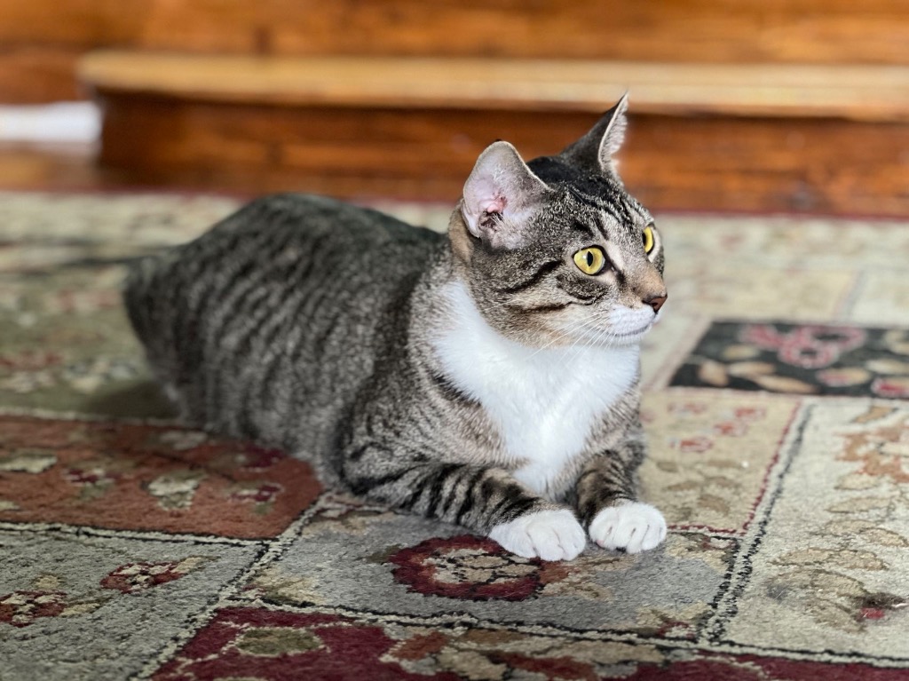 Enlarge Bridgett, a Adoptable Domestic Short Hair in New York, NY image 3/6