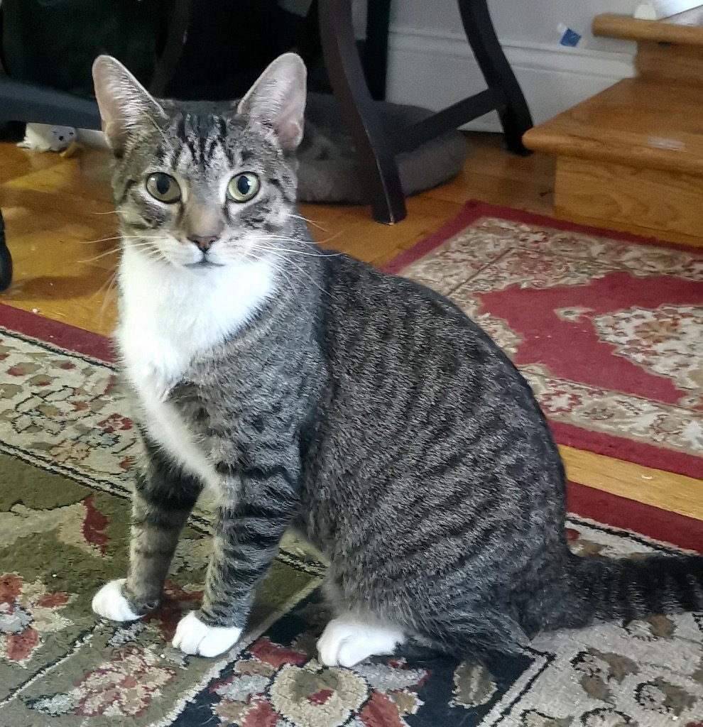 Enlarge Bridgett, a Adoptable Domestic Short Hair in New York, NY image 1/6