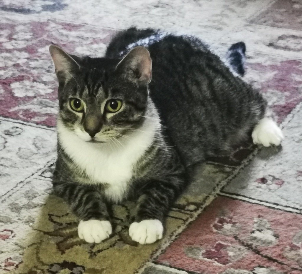 Enlarge Bridgett, a Adoptable Domestic Short Hair in New York, NY image 5/6