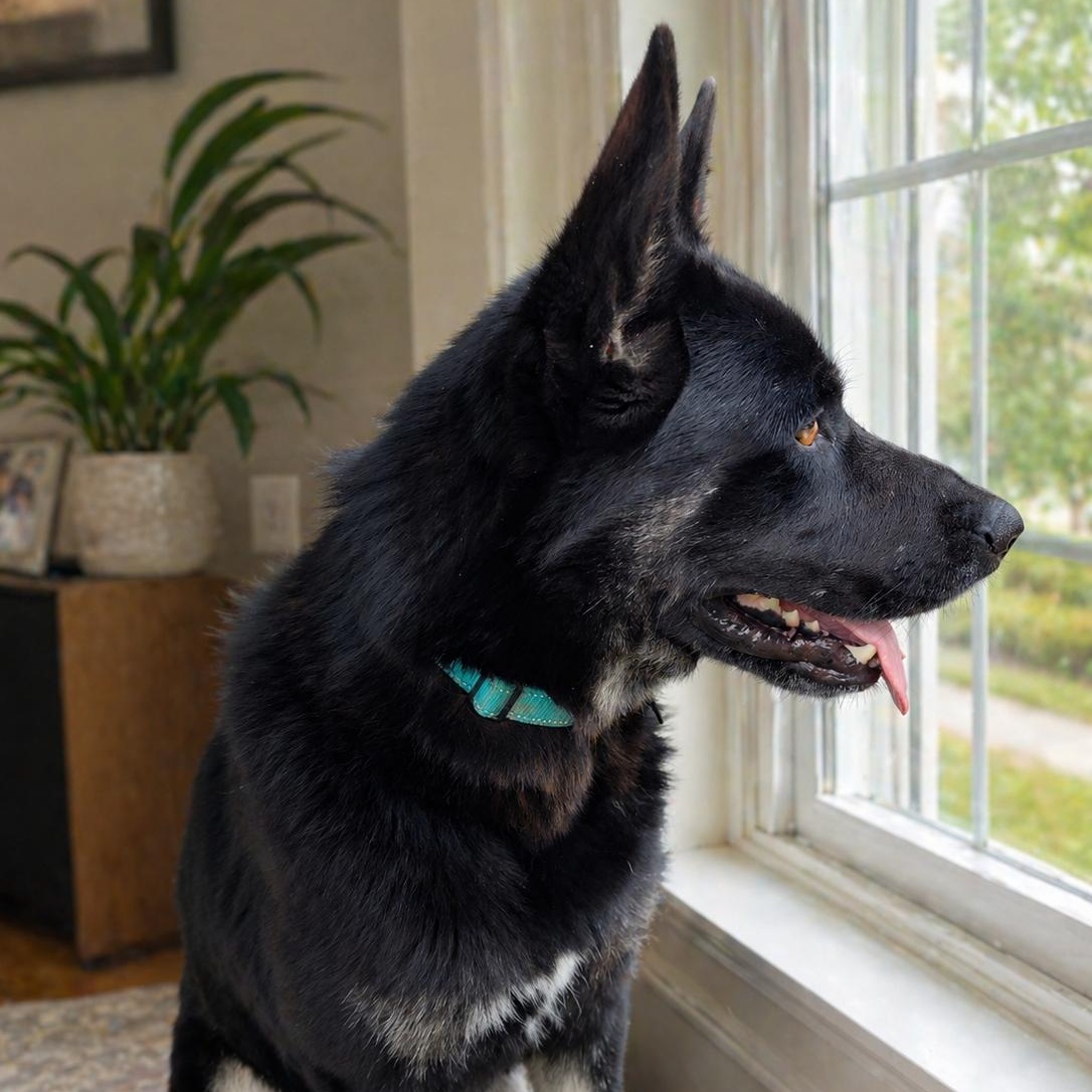 Enlarge Moose - Cuddles, Affectionate & Loves Adventures, Fostered Billerica, MA, a Adoptable mixed breed in East Syracuse, NY image 2/6