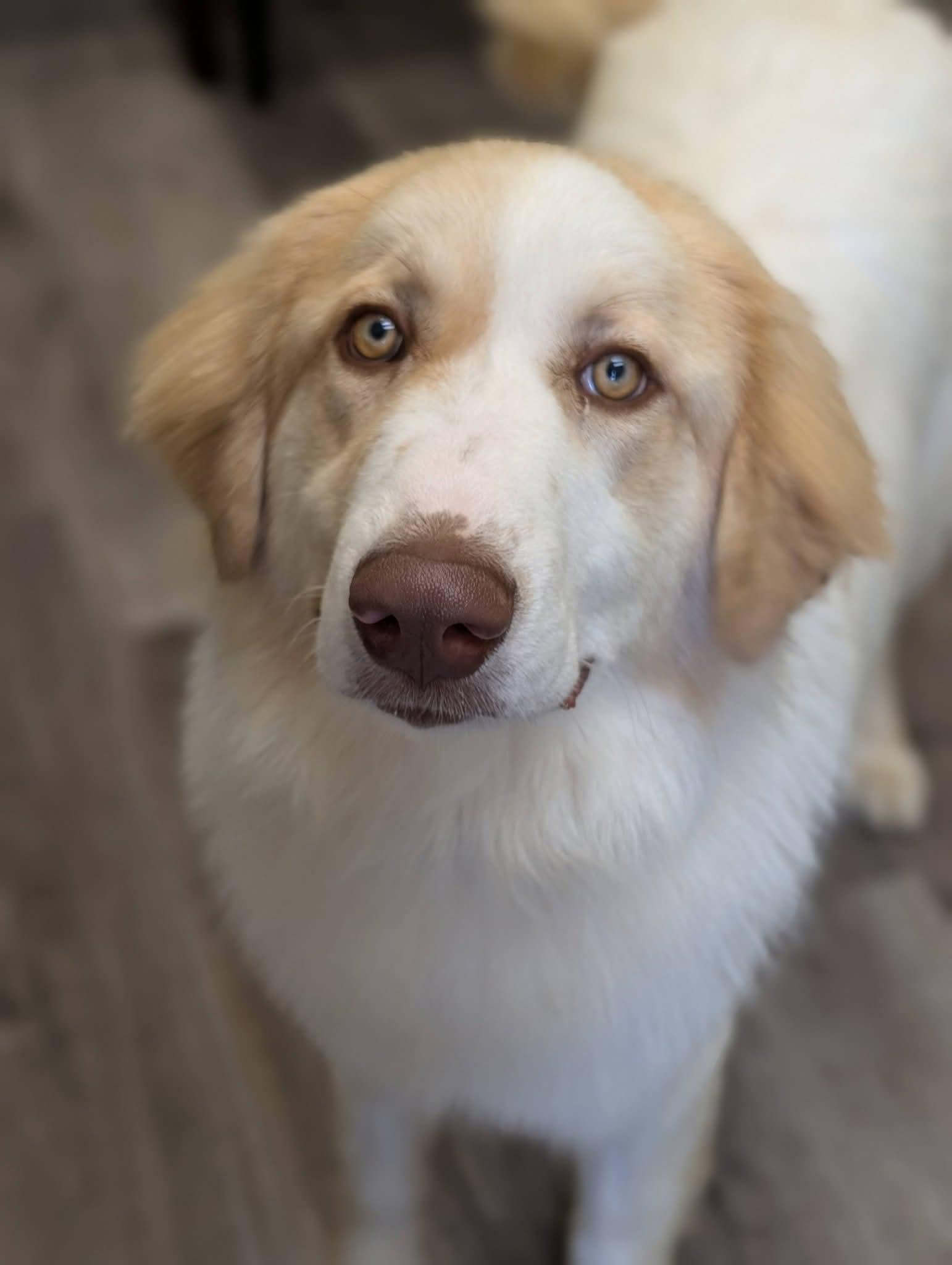 MARIO 425, a ADOPTABLE mixed breed in Milwaukee, WI image 5/6