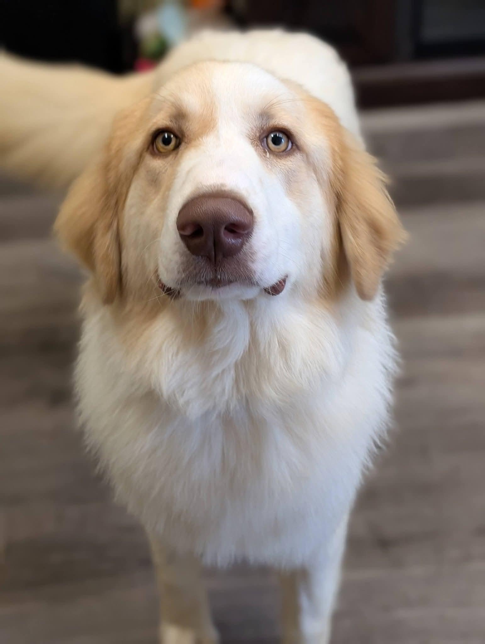 MARIO 425, a ADOPTABLE mixed breed in Milwaukee, WI image 4/6