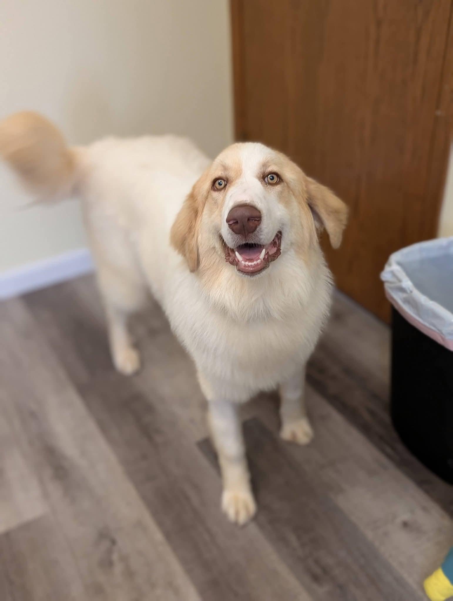 MARIO 425, a ADOPTABLE mixed breed in Milwaukee, WI image 3/6