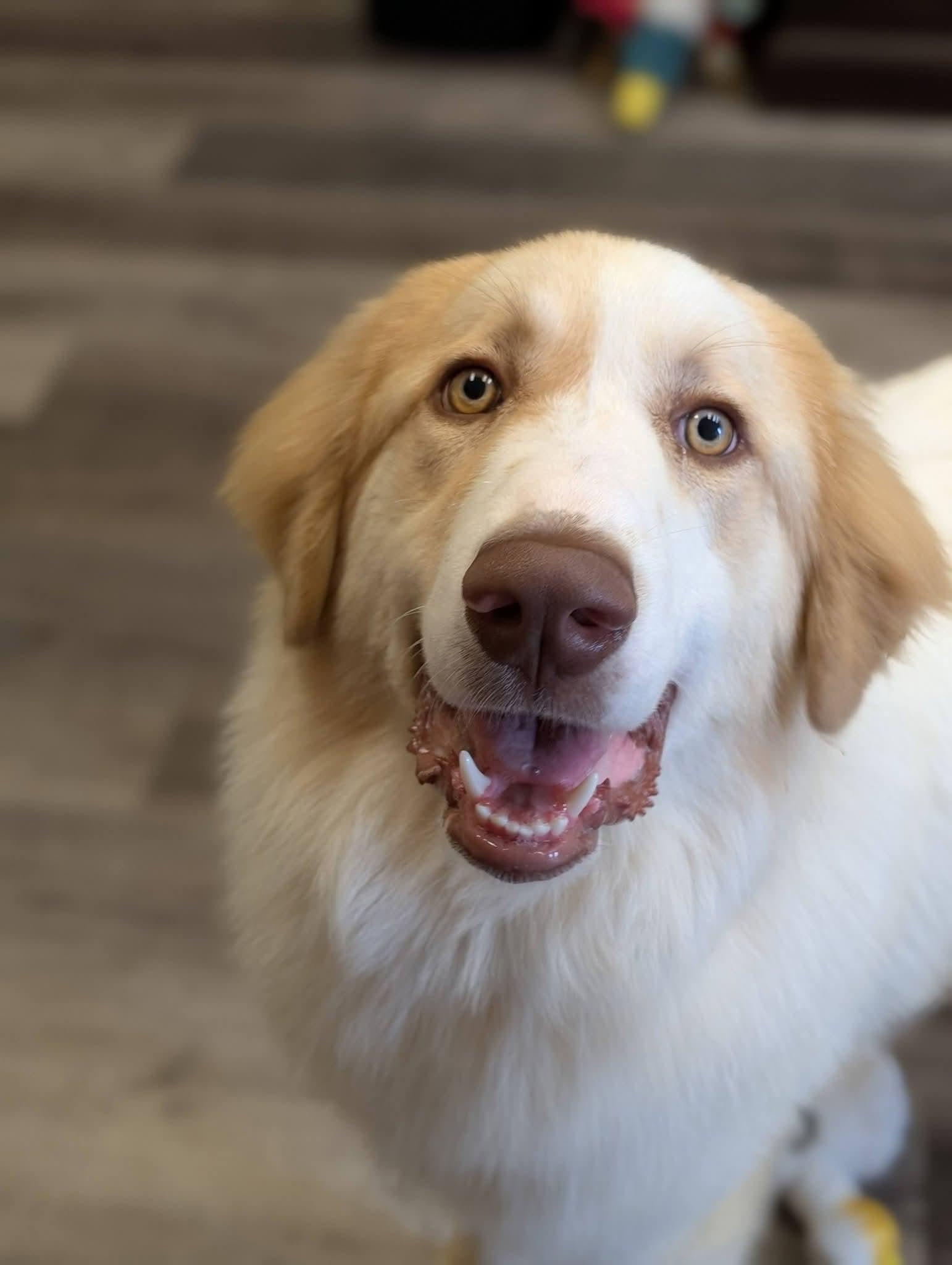 MARIO 425, a ADOPTABLE mixed breed in Milwaukee, WI image 6/6