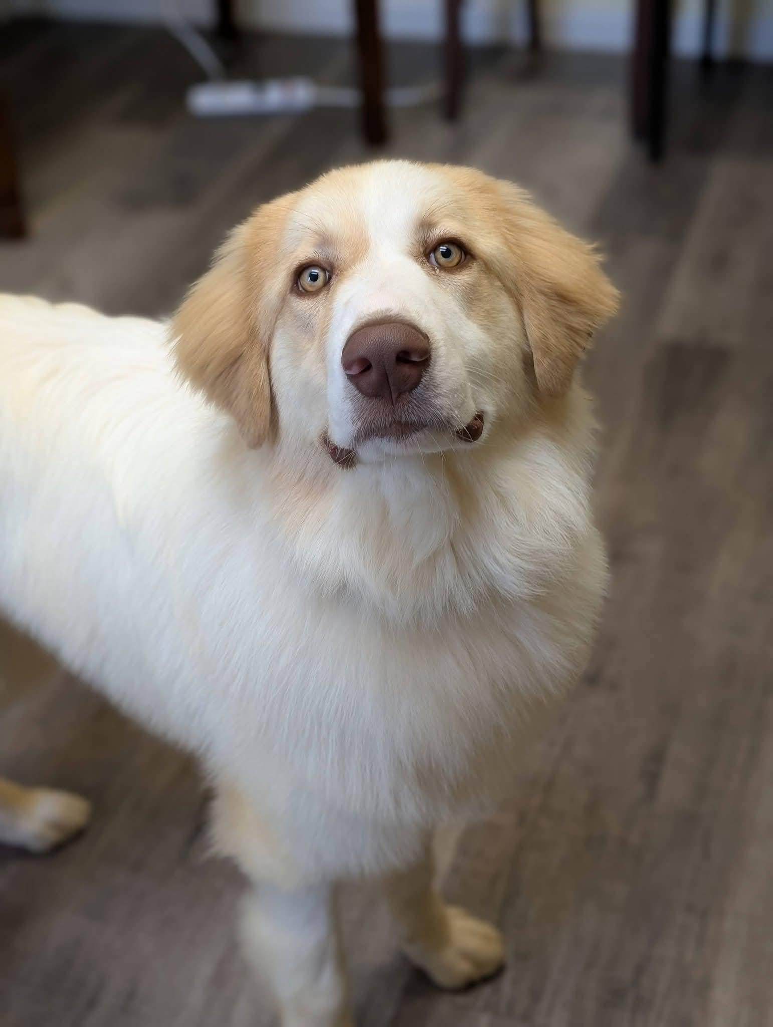 MARIO 425, a ADOPTABLE mixed breed in Milwaukee, WI image 2/6