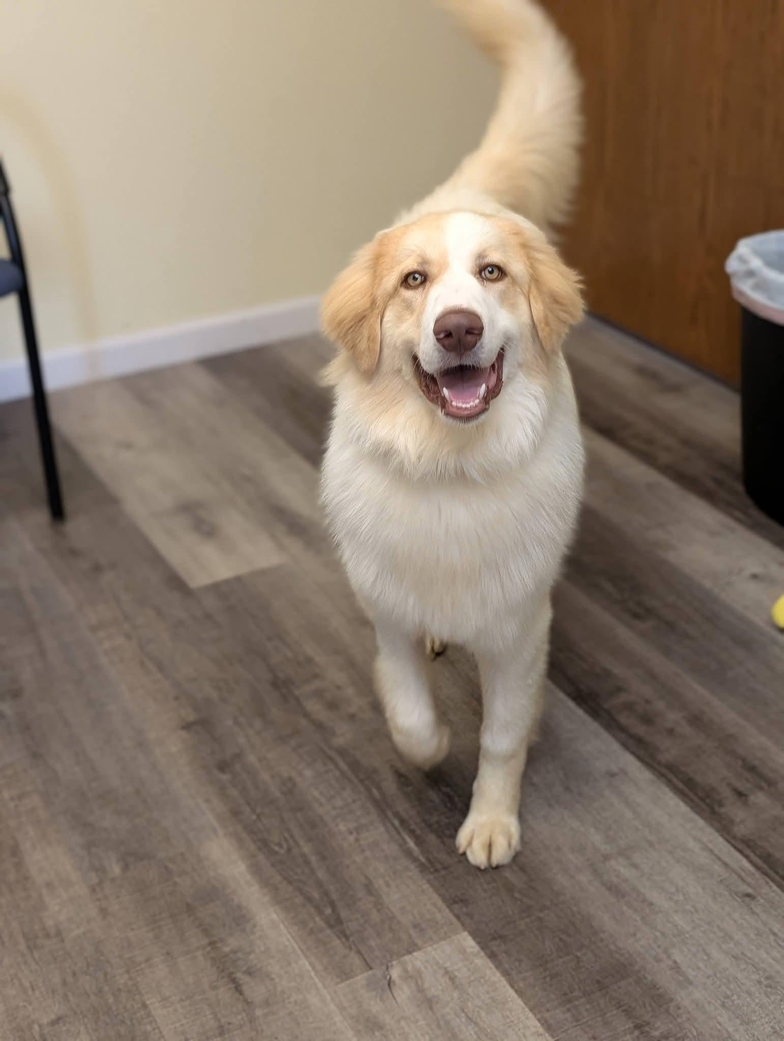 MARIO 425, a ADOPTABLE mixed breed in Milwaukee, WI image 1/6
