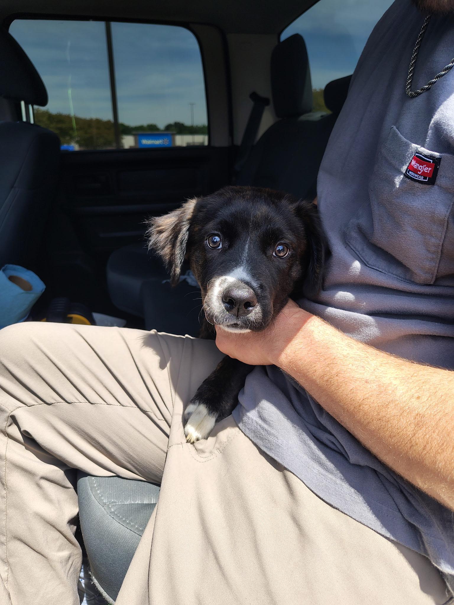 Carolina, Adopted, Young Female Shepherd.