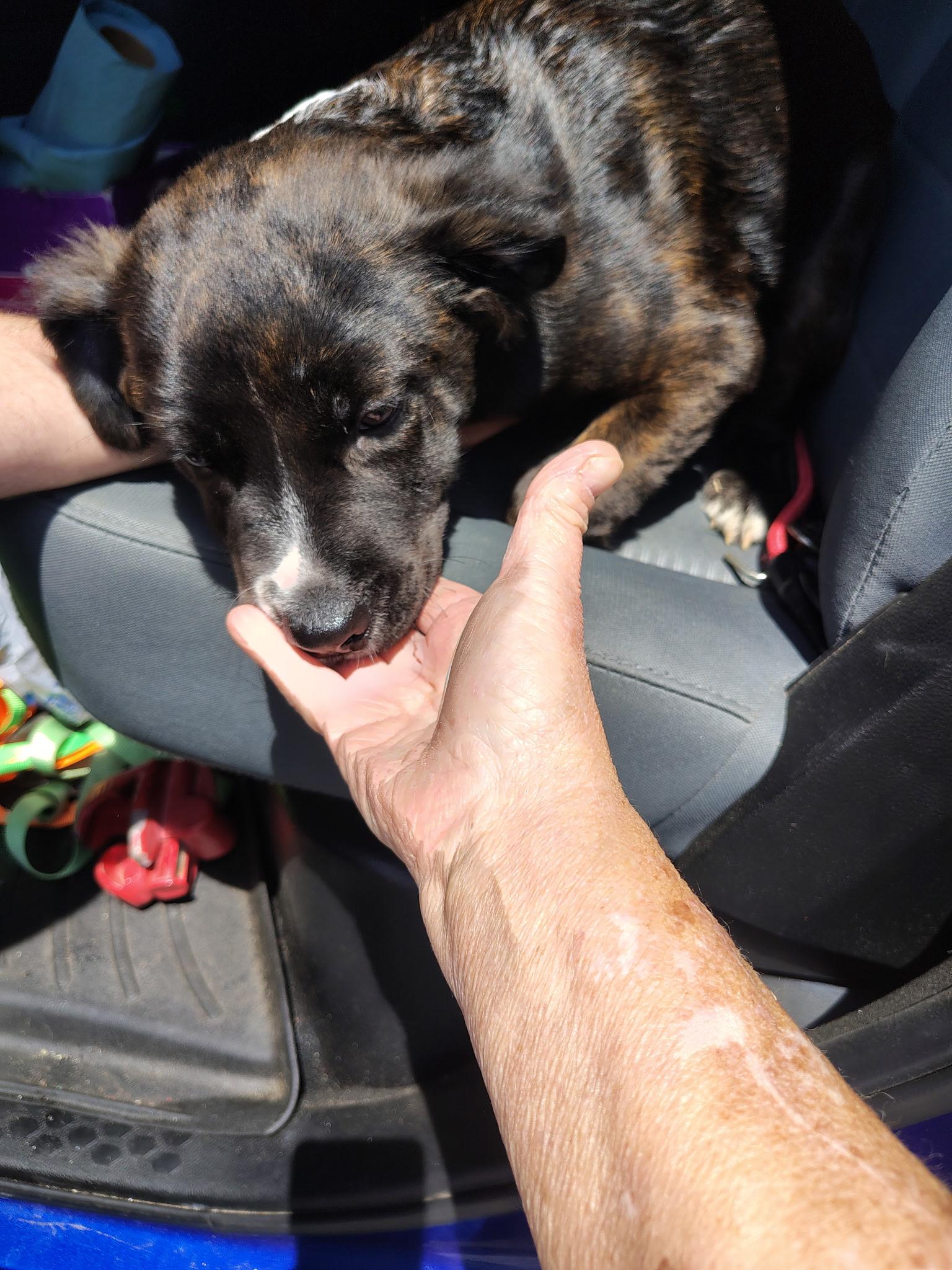 Carolina, a Adopted Shepherd in Bradenton, FL image 4/4