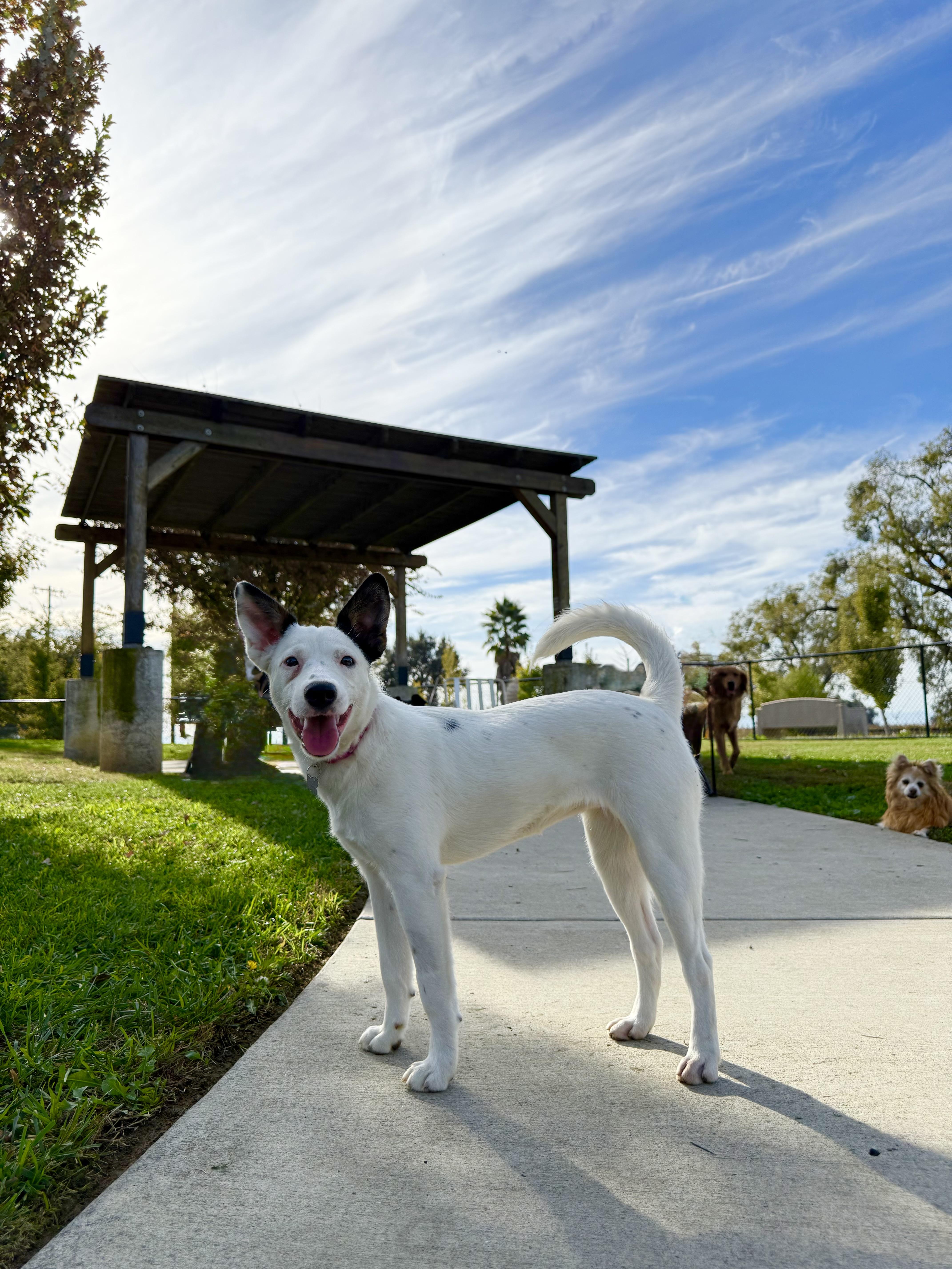 RIVER THE CUTEST!, ADOPTABLE, Puppy Female Jack Russell Terrier.