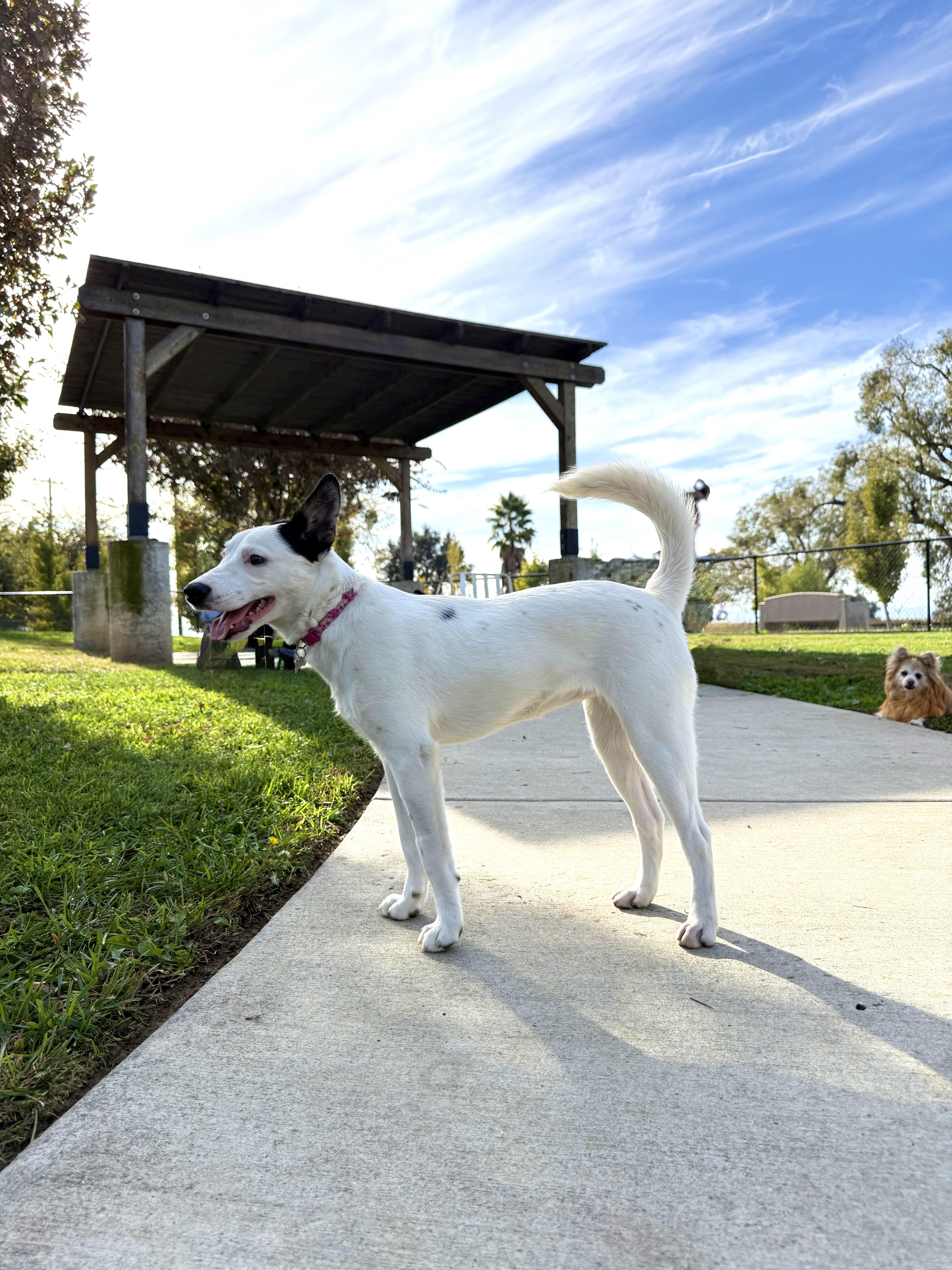 Enlarge RIVER THE CUTEST!, an adopted mixed breed in woodland, CA image 2/2
