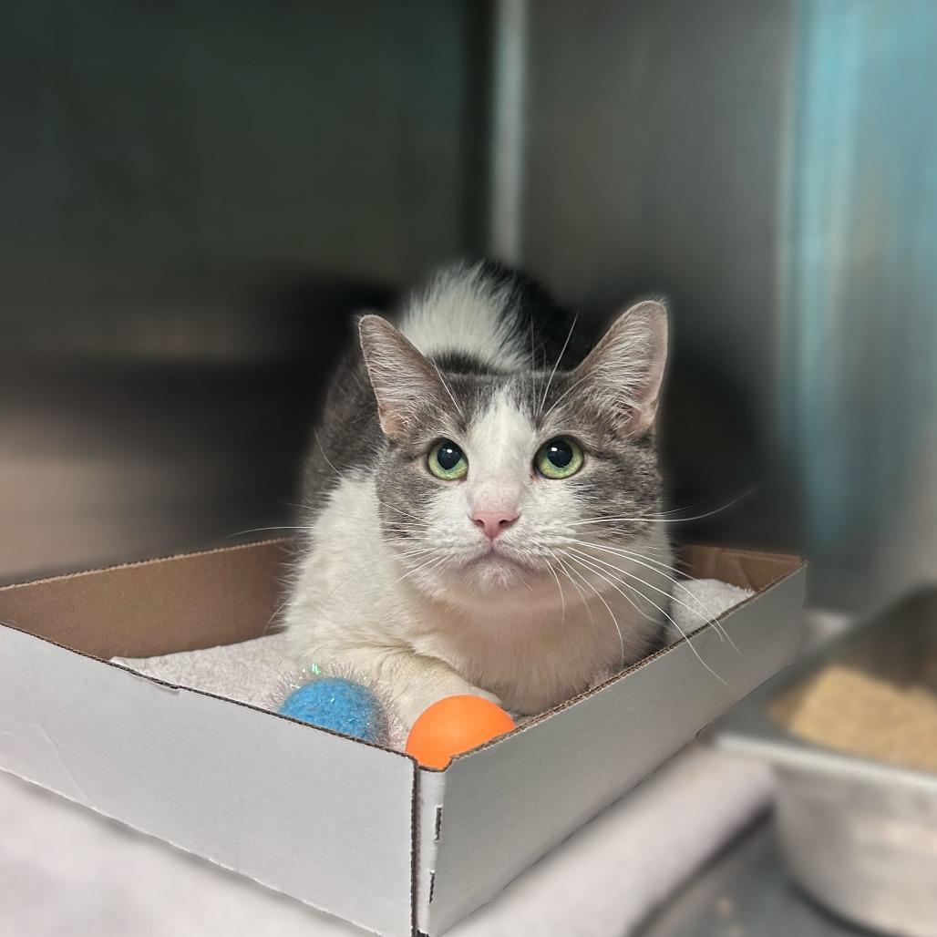 Coco, a Adoptable Domestic Short Hair in Davenport, IA image 1/3