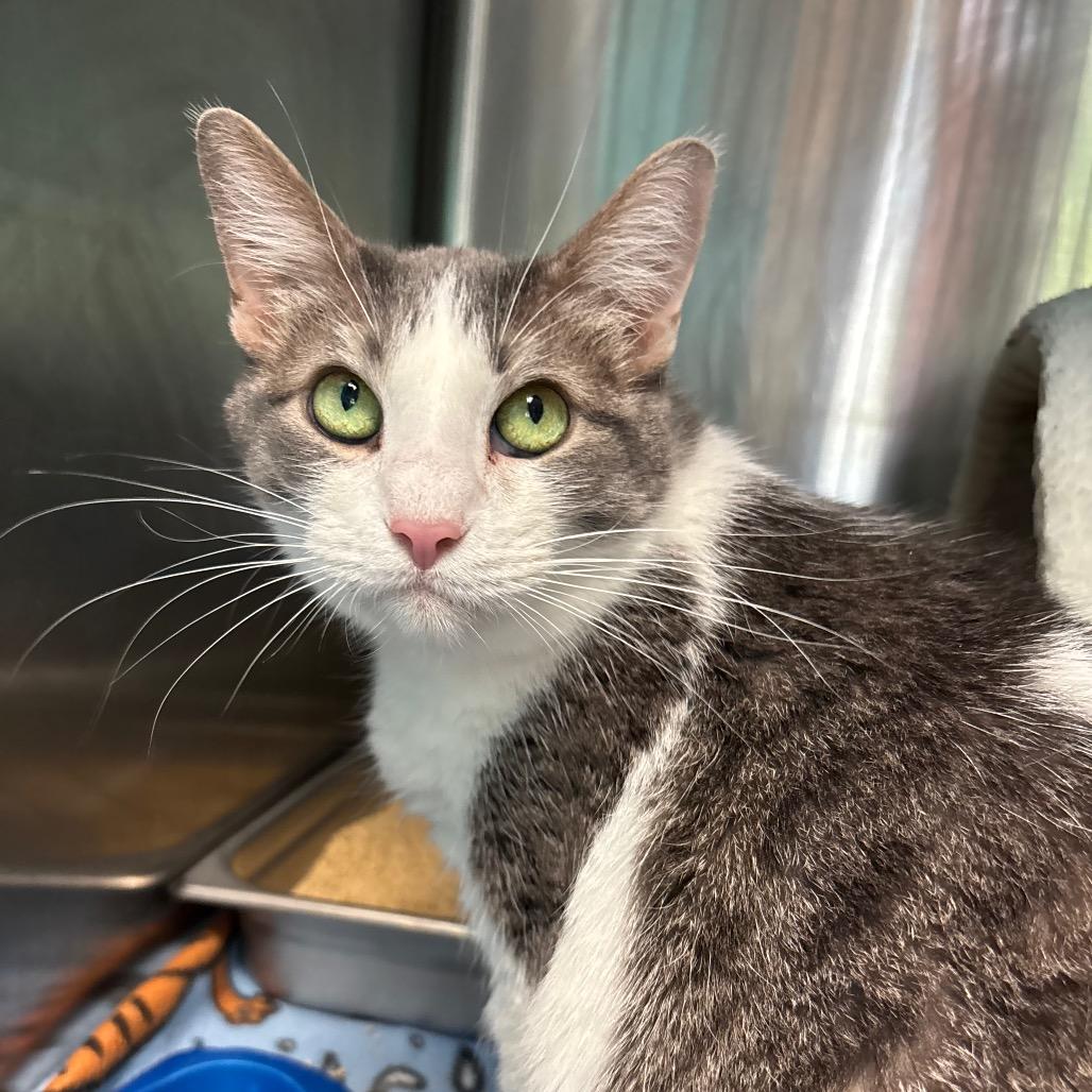 Coco, a Adoptable Domestic Short Hair in Davenport, IA image 2/3
