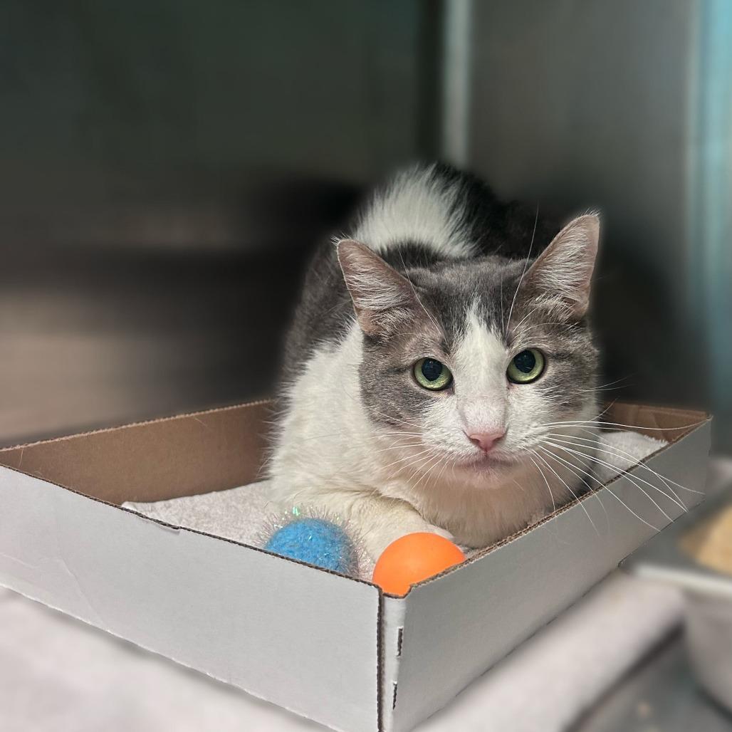 Coco, a Adoptable Domestic Short Hair in Davenport, IA image 3/3