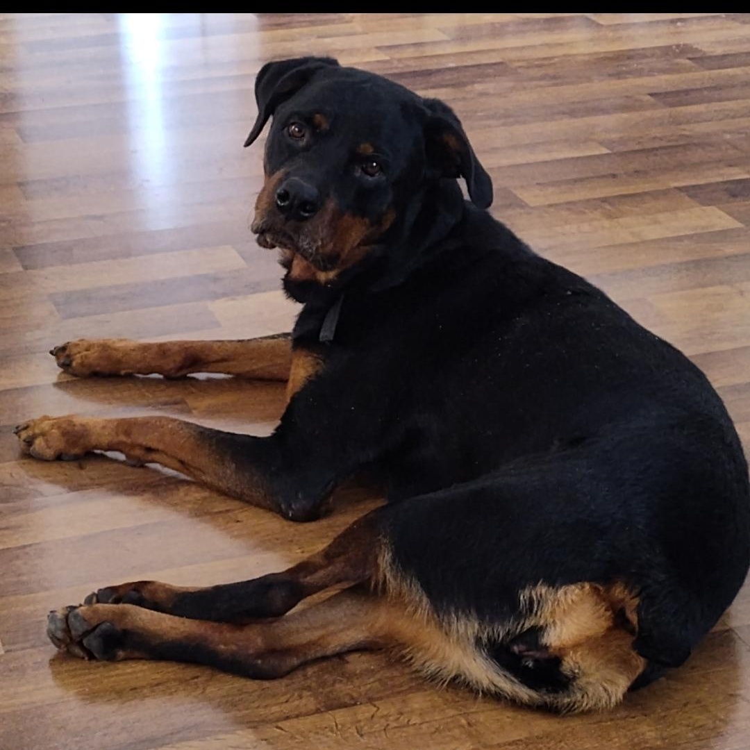 Karma - Courtesy Post, ADOPTABLE, Adult Female Rottweiler.