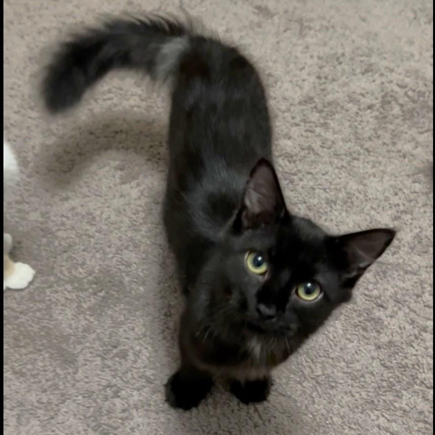 Thor, ADOPTABLE, Kitten Male Domestic Long Hair.