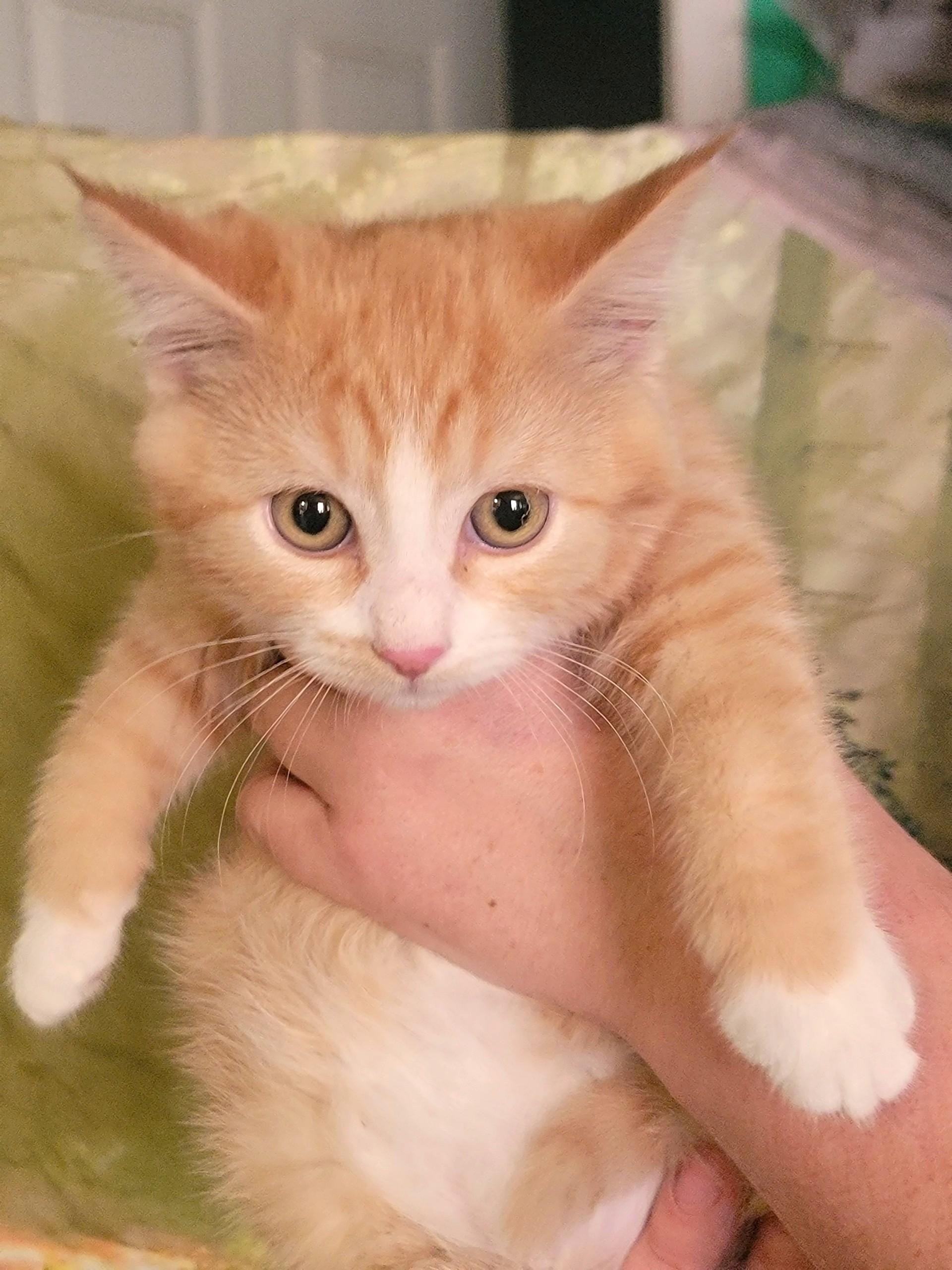 Enlarge Finn, a ADOPTABLE Domestic Short Hair in Washoe Valley, NV image 1/2