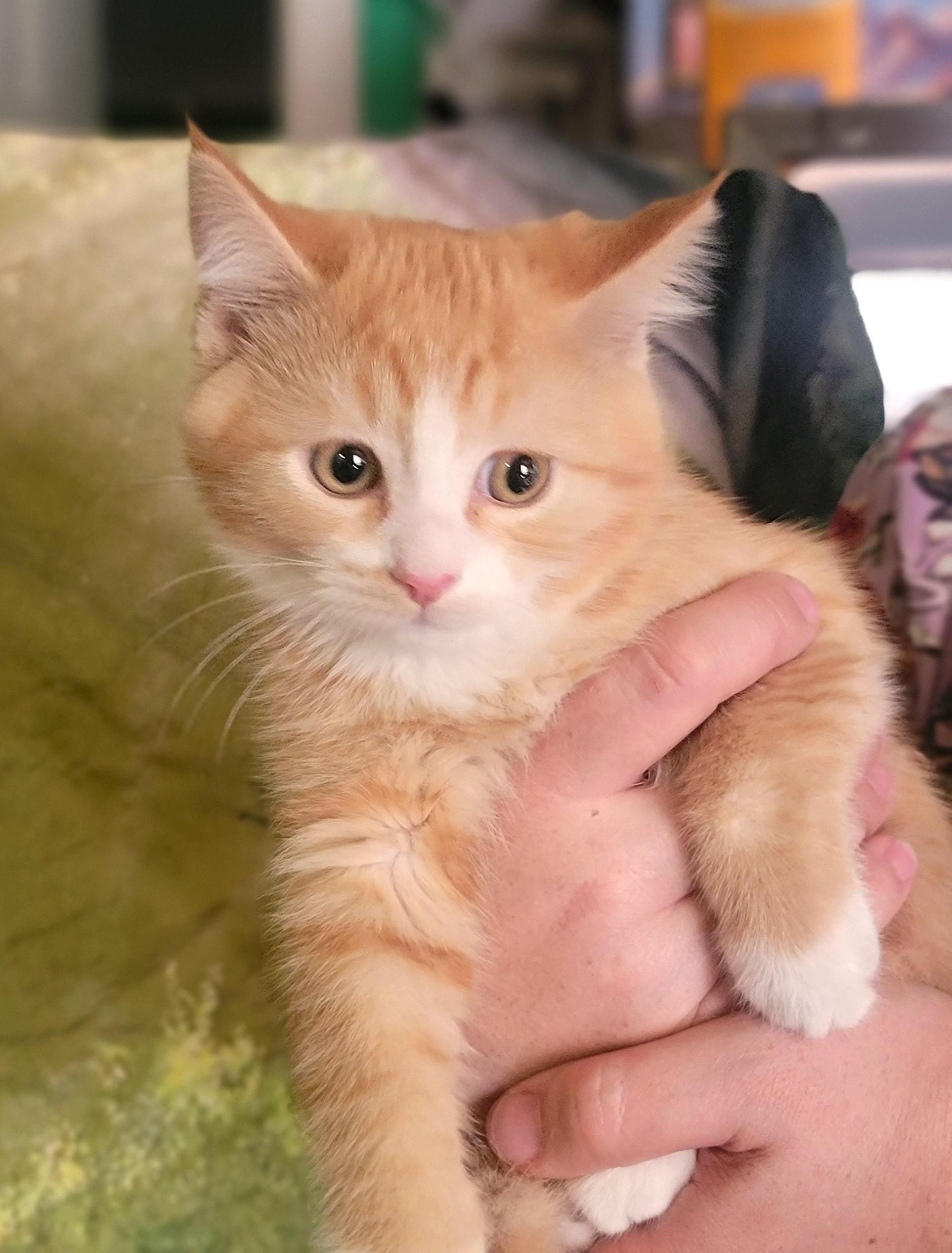 Enlarge Finn, a ADOPTABLE Domestic Short Hair in Washoe Valley, NV image 2/2