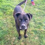 Enlarge Yogi, a Adoptable Mixed Breed in Long Beach, WA image 6/6