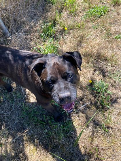 Enlarge Yogi, a Adoptable Mixed Breed in Long Beach, WA image 2/5