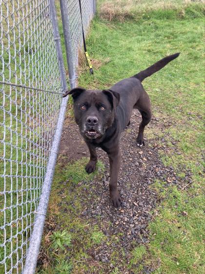 Enlarge Yogi, a Adoptable Mixed Breed in Long Beach, WA image 5/5