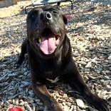 Yogi, a Adoptable Mixed Breed in Long Beach, WA image 3/5