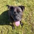 Enlarge Yogi, a Adoptable Mixed Breed in Long Beach, WA image 5/6