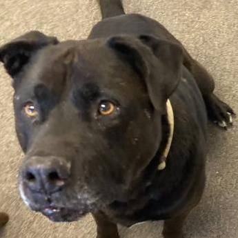 Enlarge Yogi, a Adoptable Mixed Breed in Long Beach, WA image 3/5