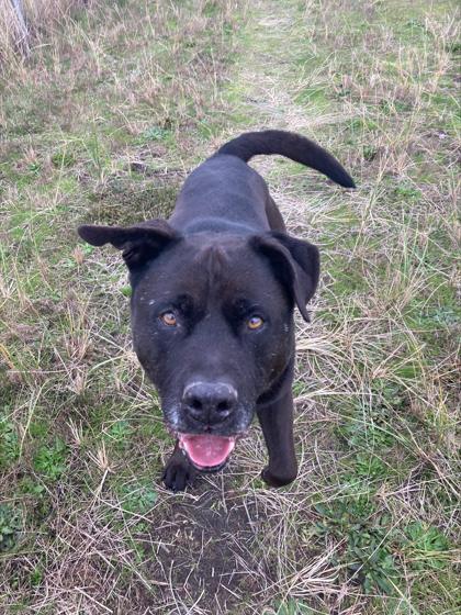 Enlarge Yogi, a Adoptable Mixed Breed in Long Beach, WA image 1/5