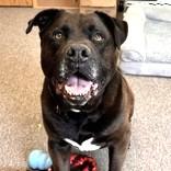 Yogi, a Adoptable Mixed Breed in Long Beach, WA image 5/5