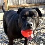 Yogi, a Adoptable Mixed Breed in Long Beach, WA image 4/5