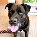 Yogi, a Adoptable Mixed Breed in Long Beach, WA image 1/5