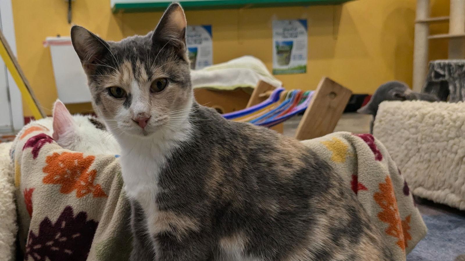 June, a Adoptable Calico in Santa Rosa, CA image 1/3
