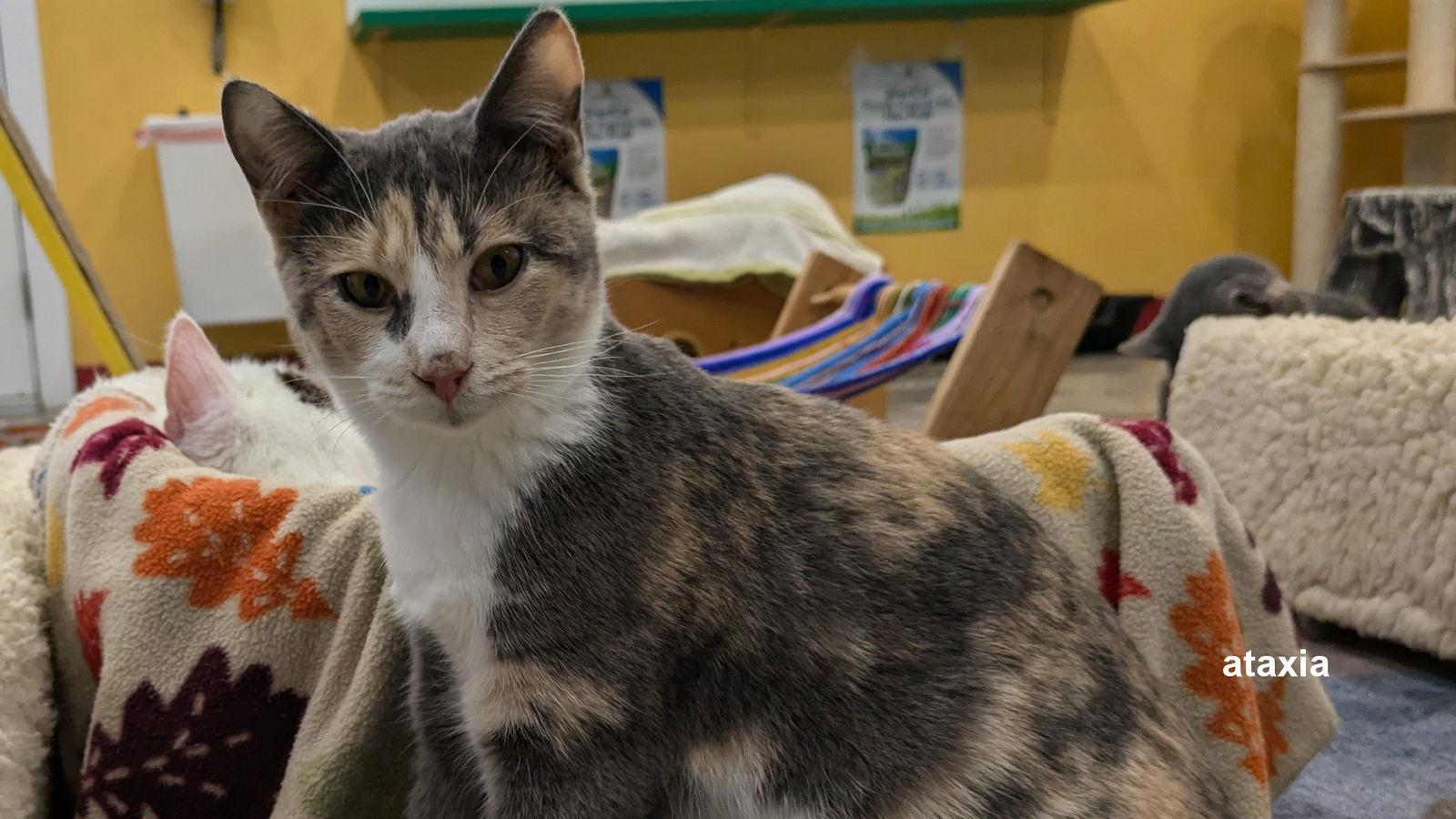 June, a Adoptable Calico in Santa Rosa, CA image 2/3