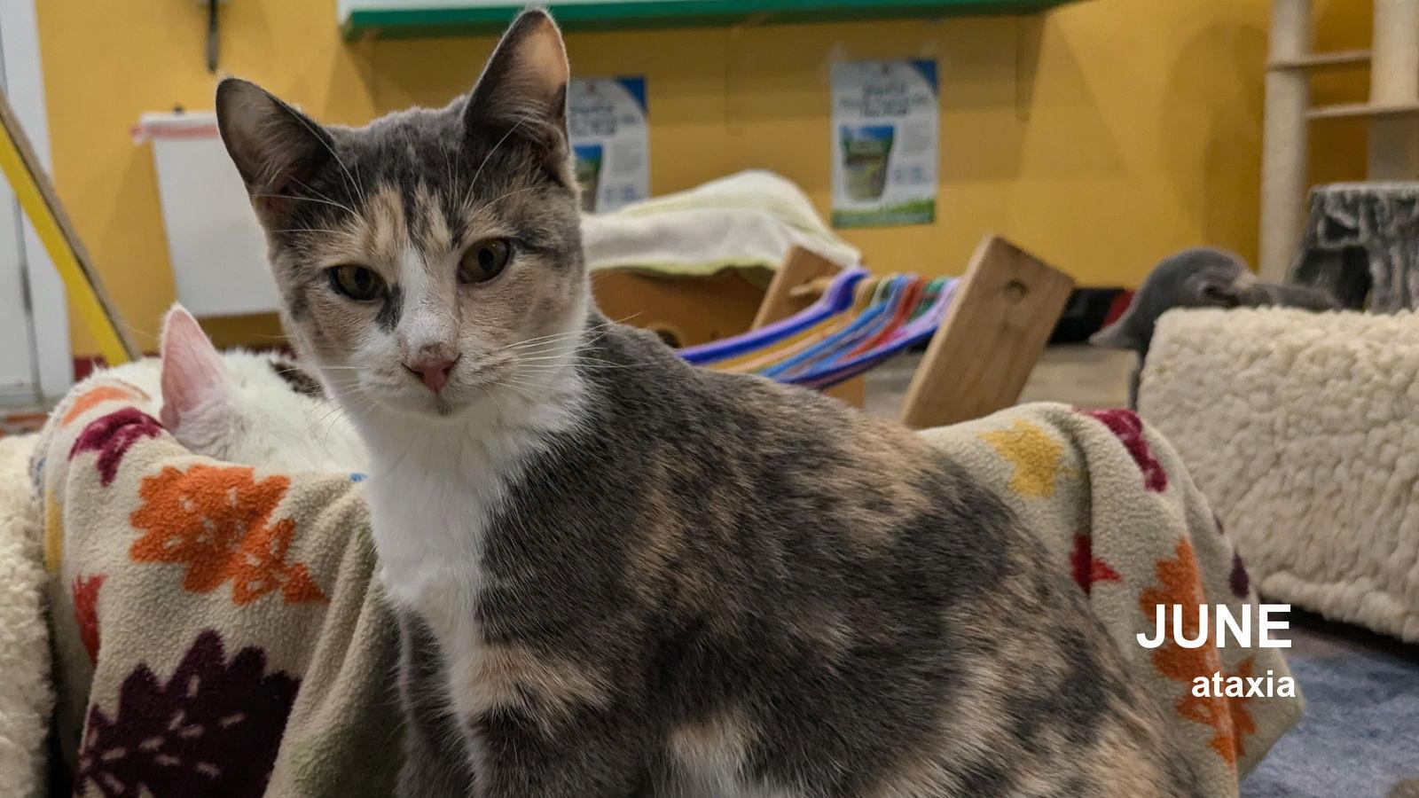 June, Adoptable, Young Female Calico.