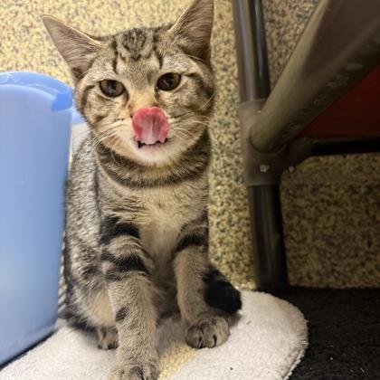 Vizzini, Adoptable, Kitten Male Domestic Short Hair & Domestic Short Hair.