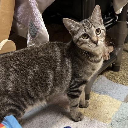 Vizzini, a Adoptable mixed breed in Merriam, KS image 2/3