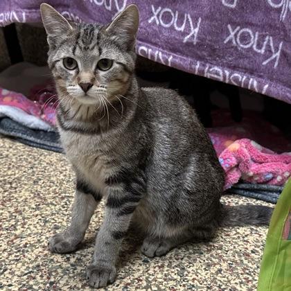 Vizzini, a Adoptable mixed breed in Merriam, KS image 3/3