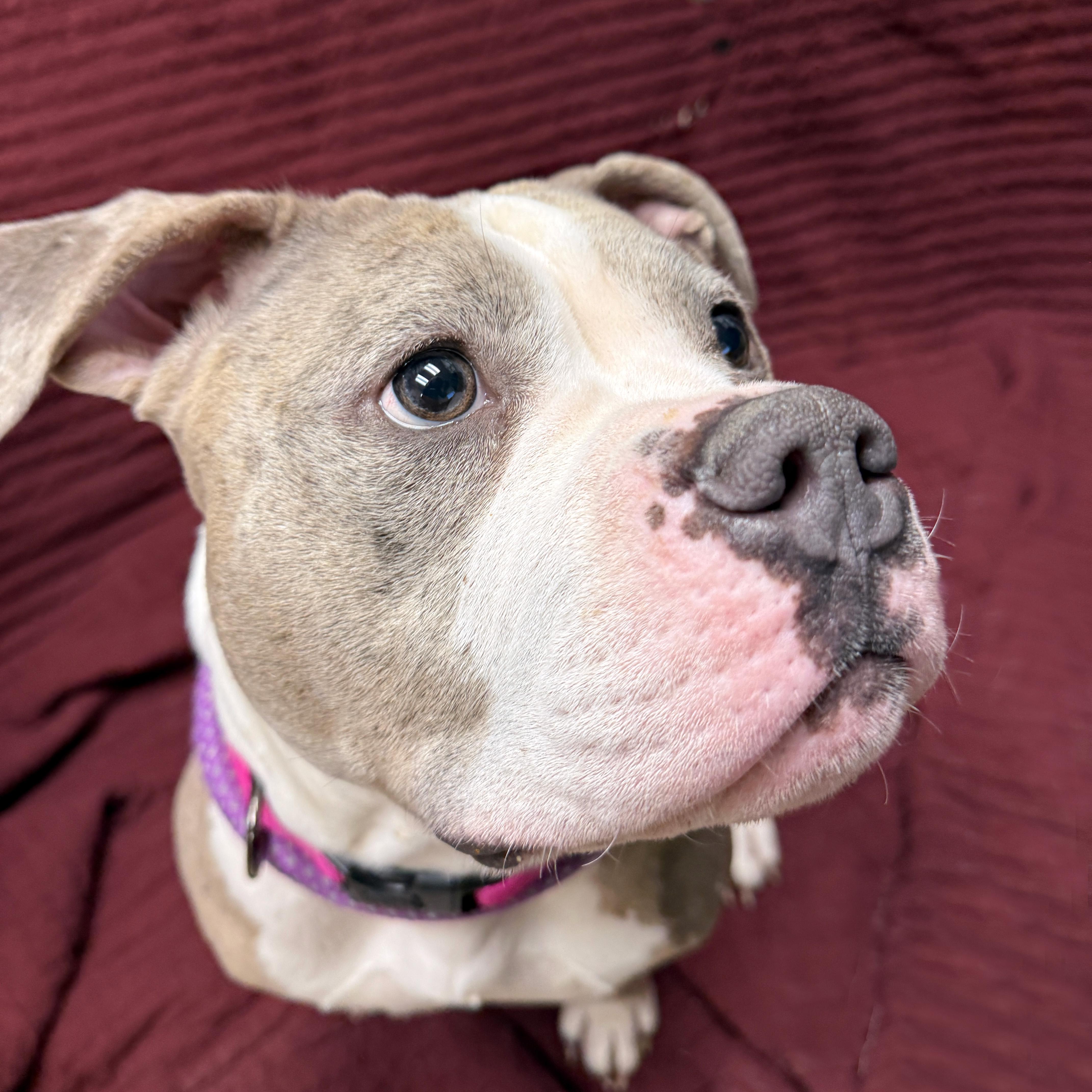 Belle, adopted, Adult Female American Bulldog.