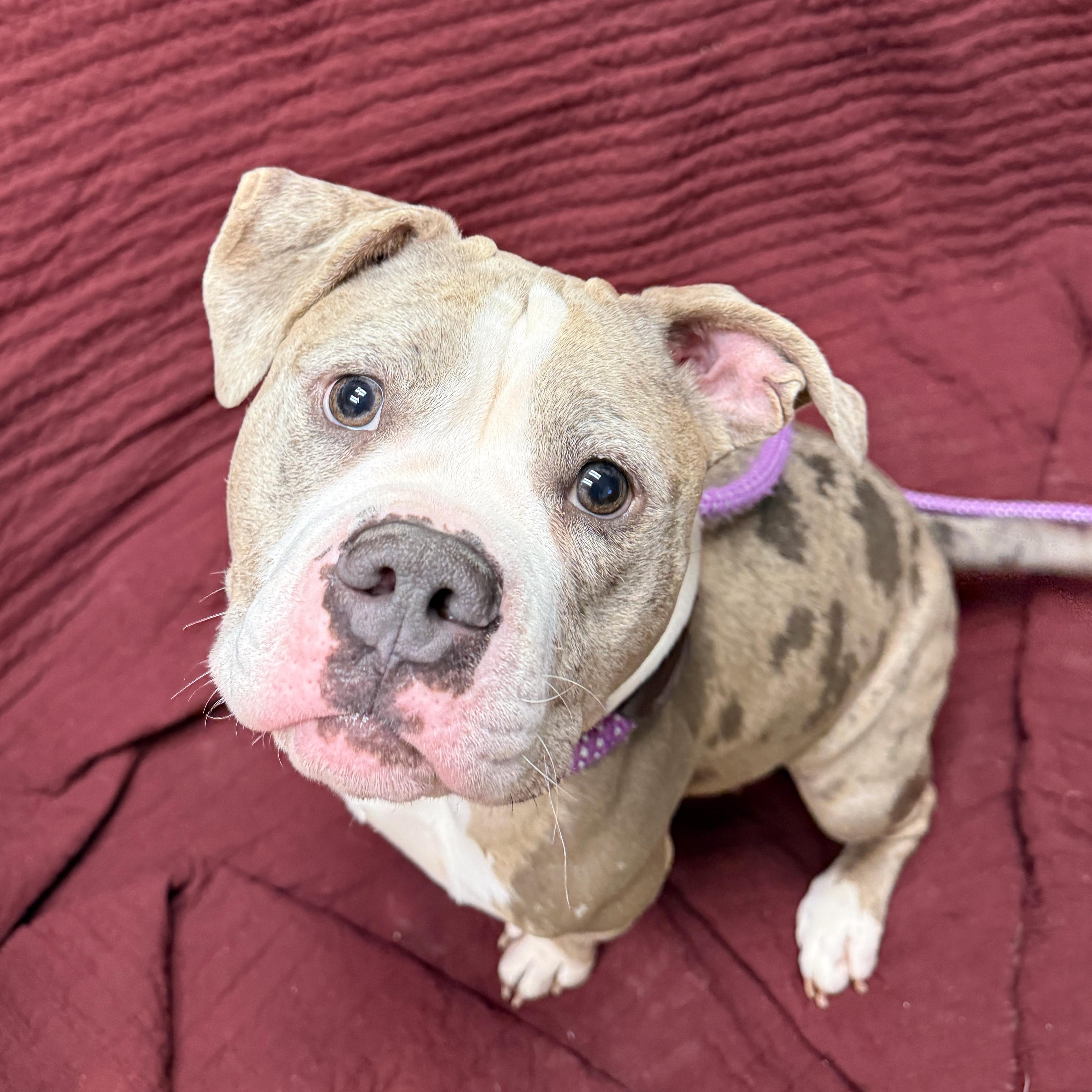 Enlarge Belle, an adopted American Bulldog in Urbana, IL image 3/4