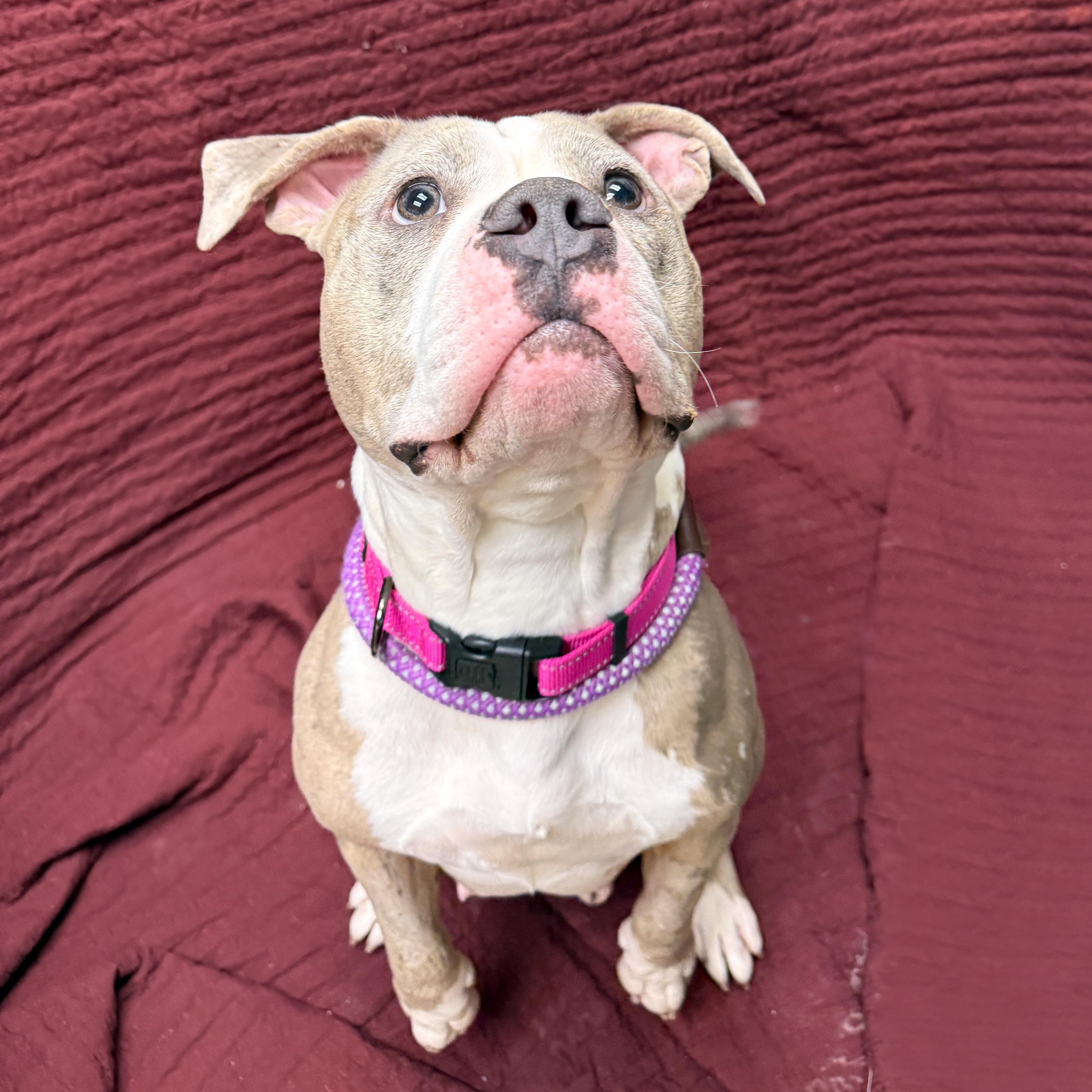 Enlarge Belle, an adopted American Bulldog in Urbana, IL image 4/4