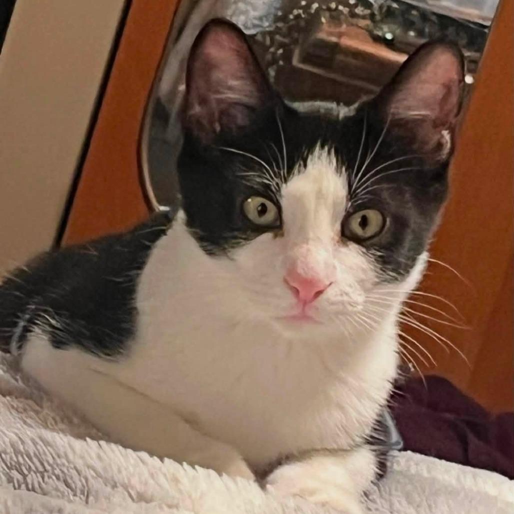 Enlarge Smokey Thomas, a Adoptable Domestic Short Hair in Leechburg, PA image 5/6